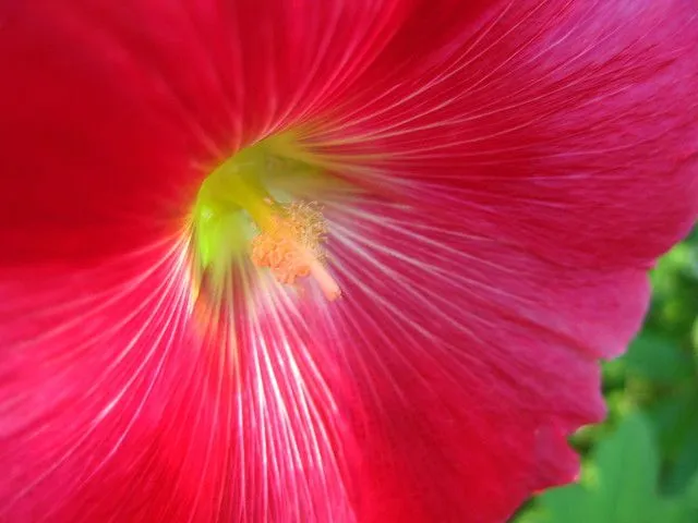 Flor Fucsia ! | Flickr - Photo Sharing!