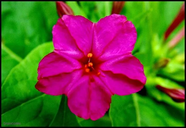 flor fucsia | Flickr - Photo Sharing!