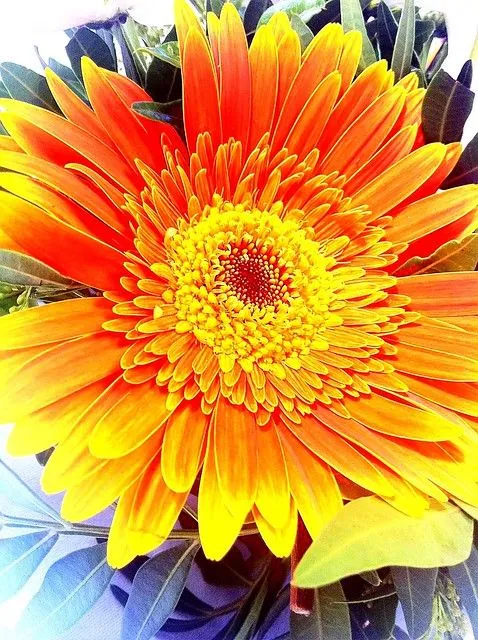 Flor de Fuego | Flickr - Photo Sharing!