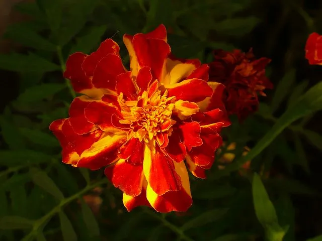 Flor de fuego | Flickr - Photo Sharing!