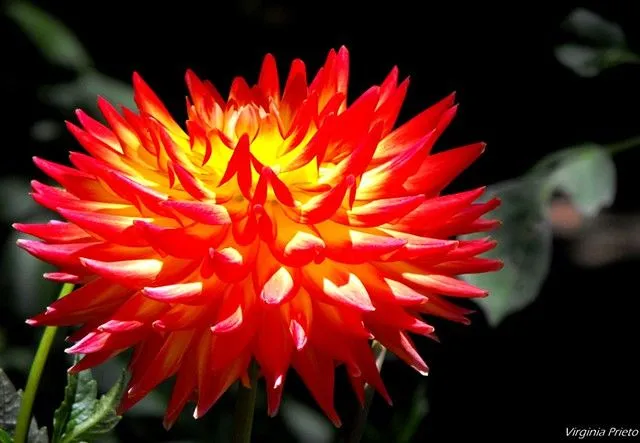 Flor de fuego | Flickr - Photo Sharing!