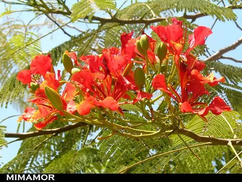 Flor de Fuego o Flore de Mayo / Suchitoto - a photo on Flickriver