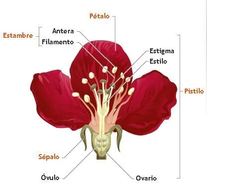 Parte de la flor y sus funciones - Imagui