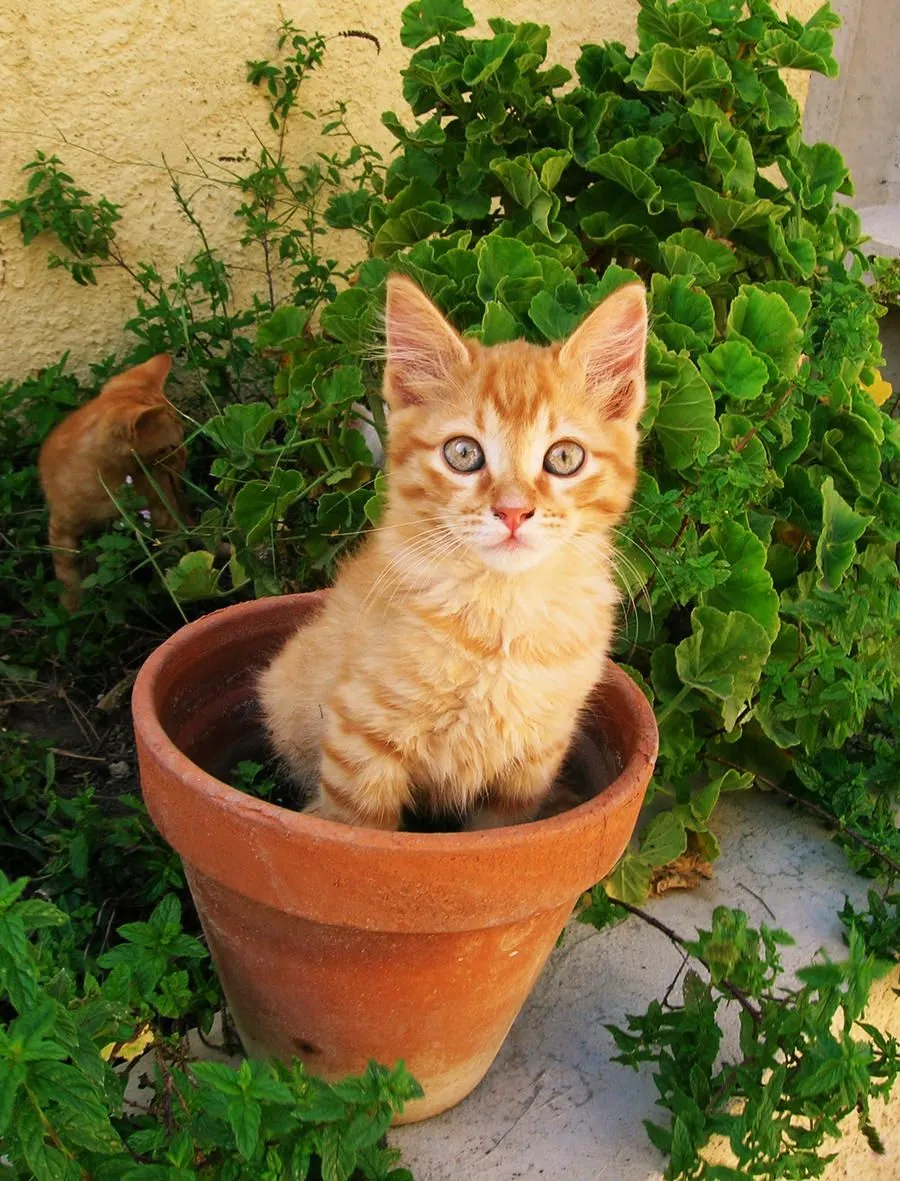 Flor de Gatos! - Taringa!