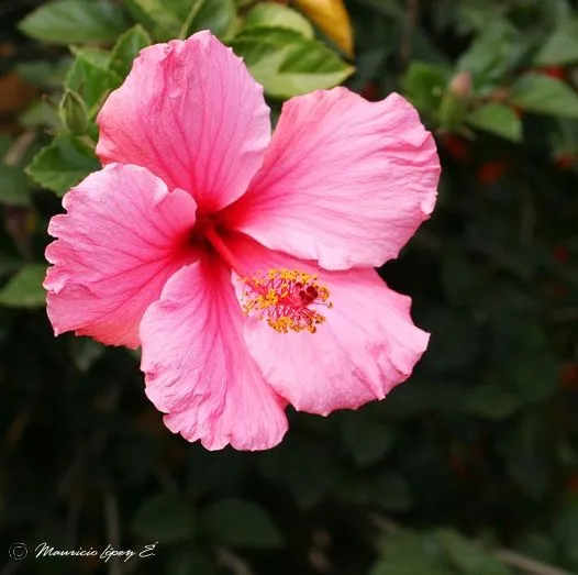 Flor (image)