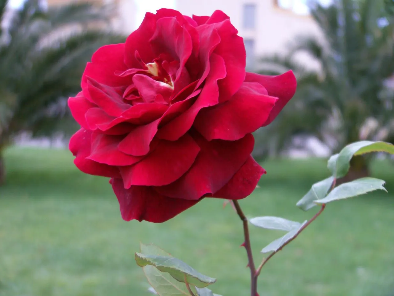rosa flor 1 by spirit-warri0r on DeviantArt