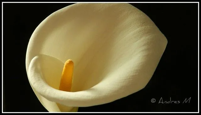 Una flor de mi jardin | Flickr - Photo Sharing!