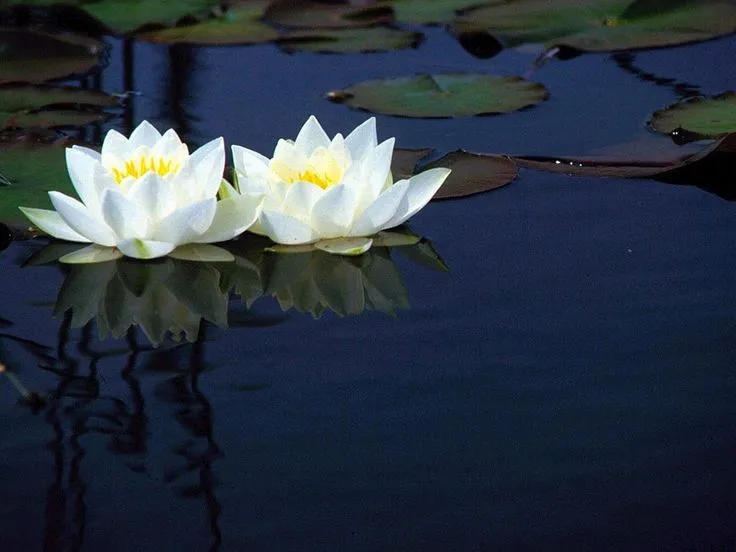 Flor de loto blanca | ✾❀FLORES BLANCAS ❀✾ | Pinterest