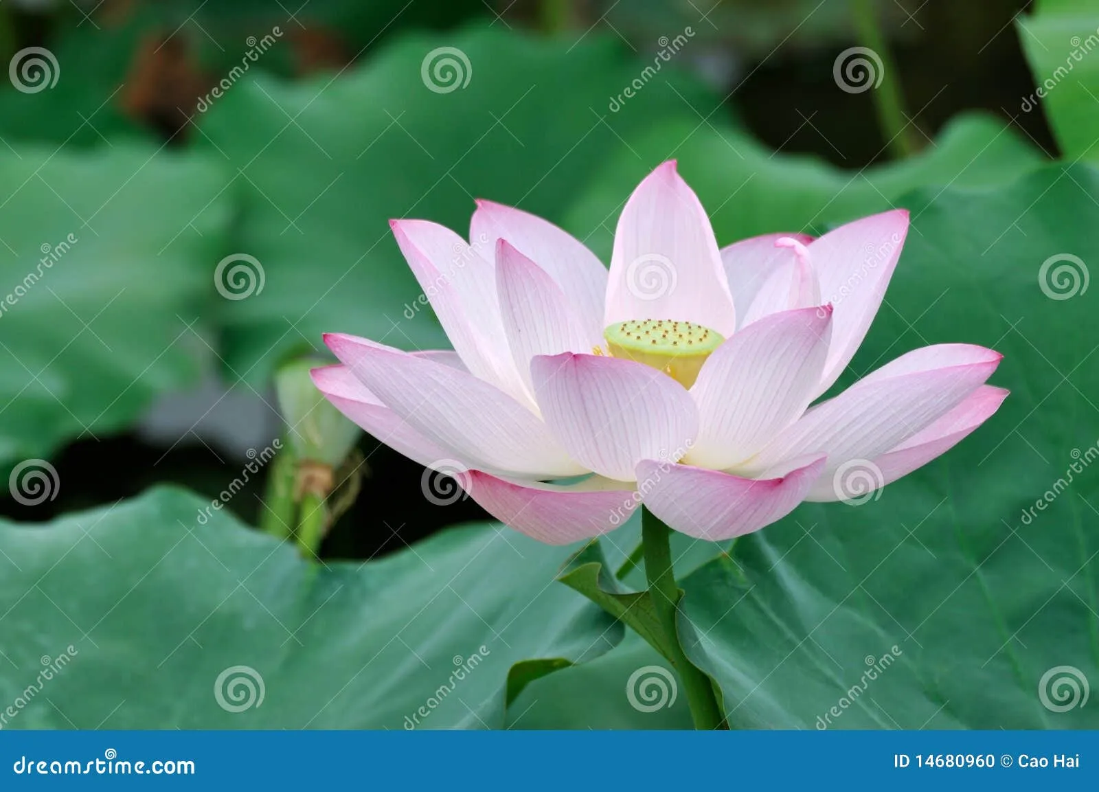 Flor De Loto Blanca Y Rosada Foto de archivo - Imagen: 14680960