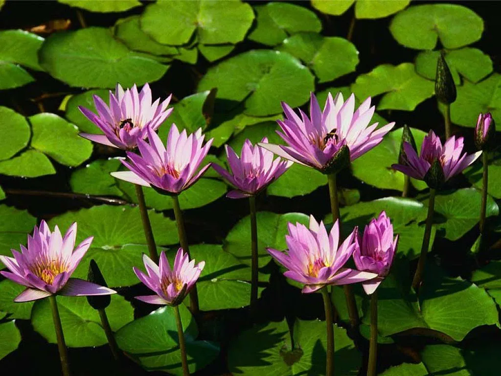 flor de loto | Cuidar de tus plantas es facilisimo.