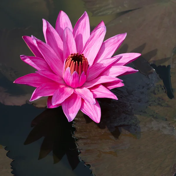 flor de loto estrellas de color fucsia — Foto stock © Iryna_Rasko ...