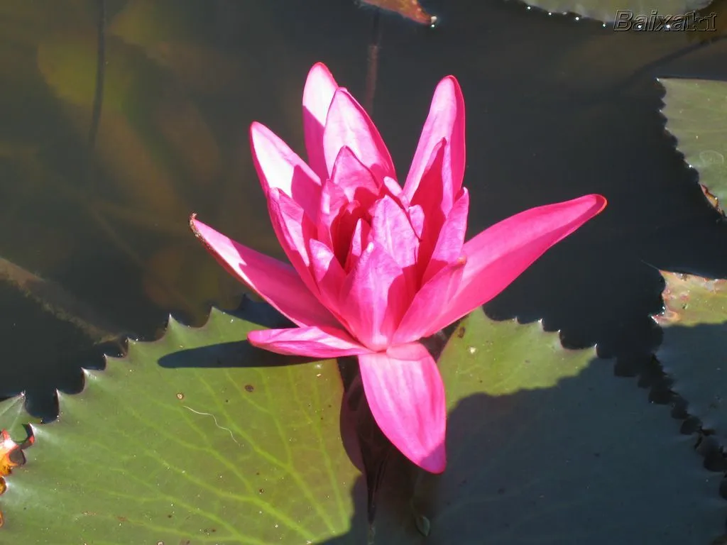 La flor de Lotus - Cuidado de Plantas.com