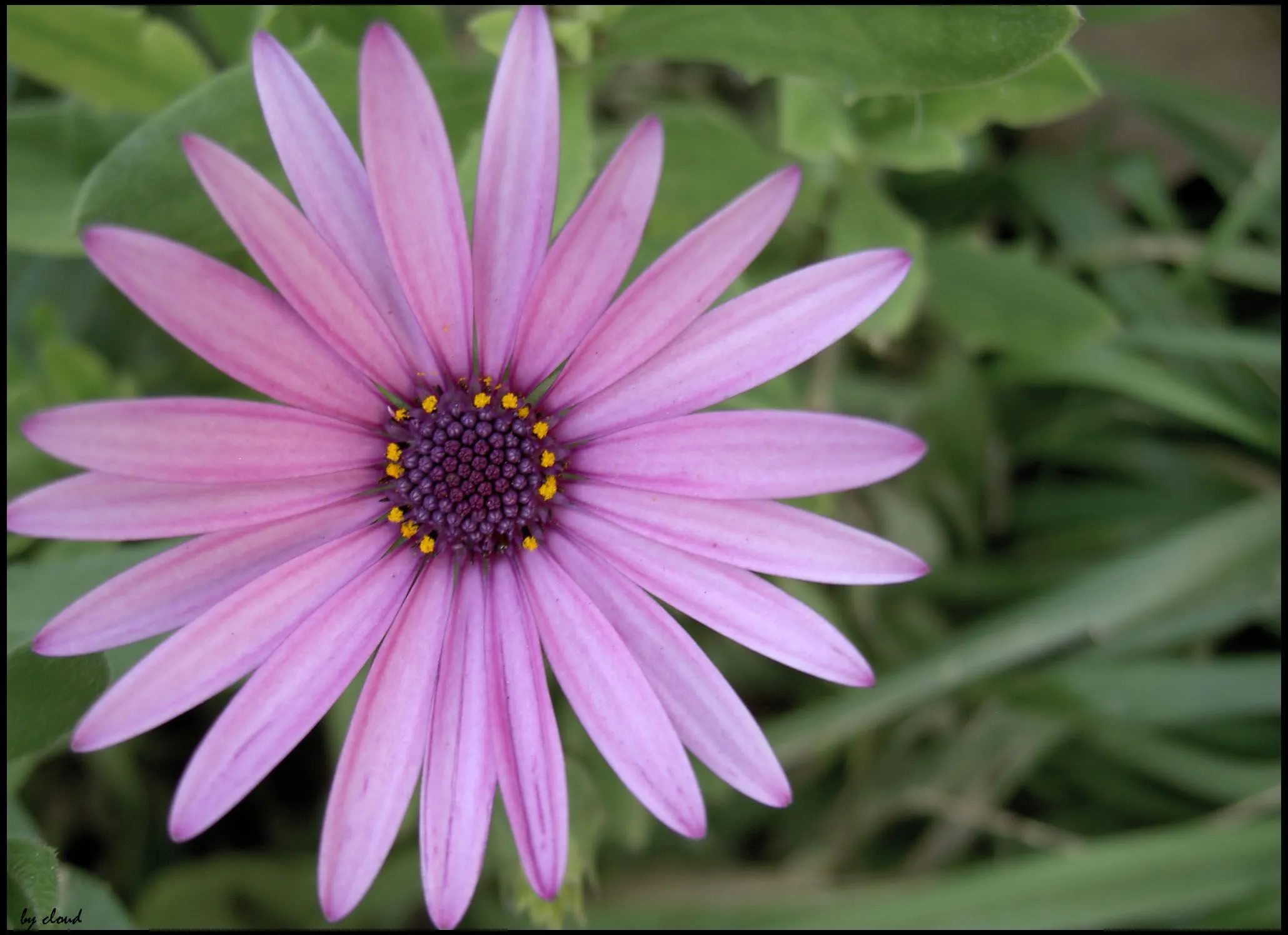 flor morada | Flickr - Photo Sharing!