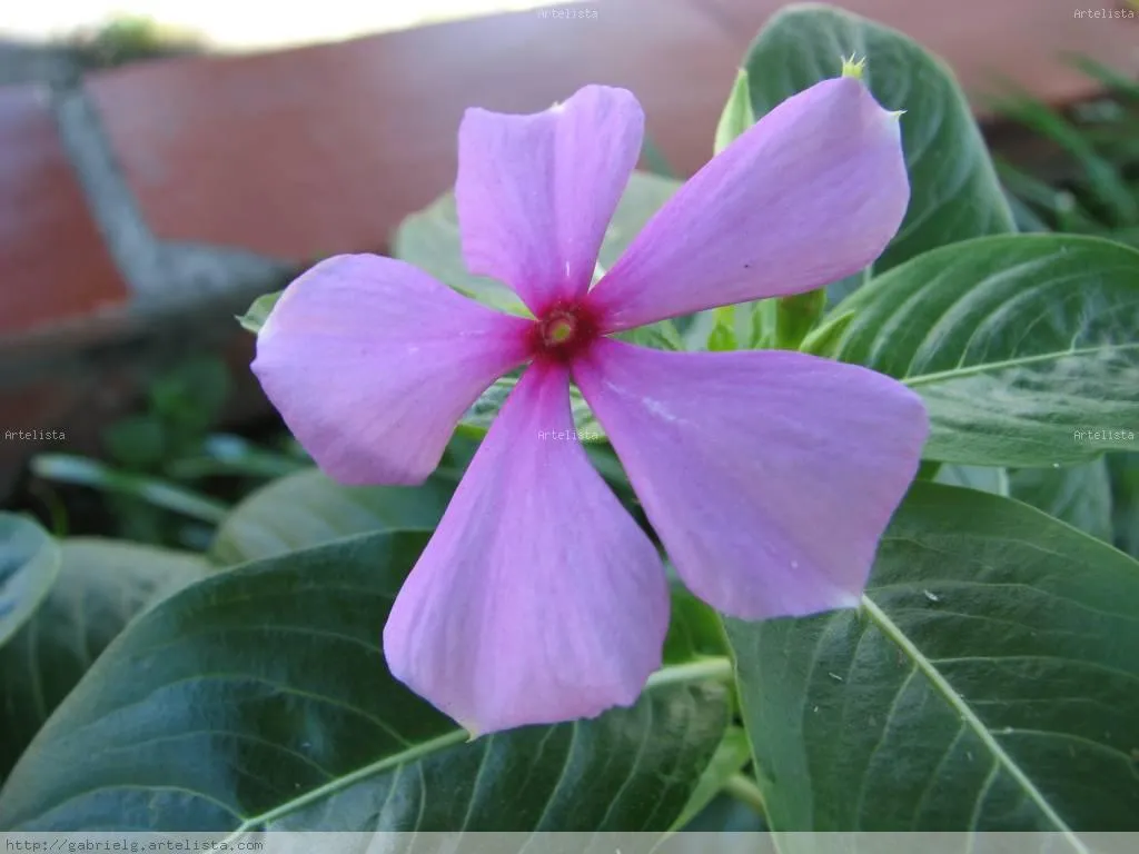 FLOR MORADA GABRIEL GONZALEZ CELIS - Artelista.