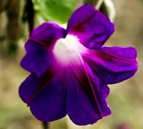 Flor Morado | Flickr - Photo Sharing!