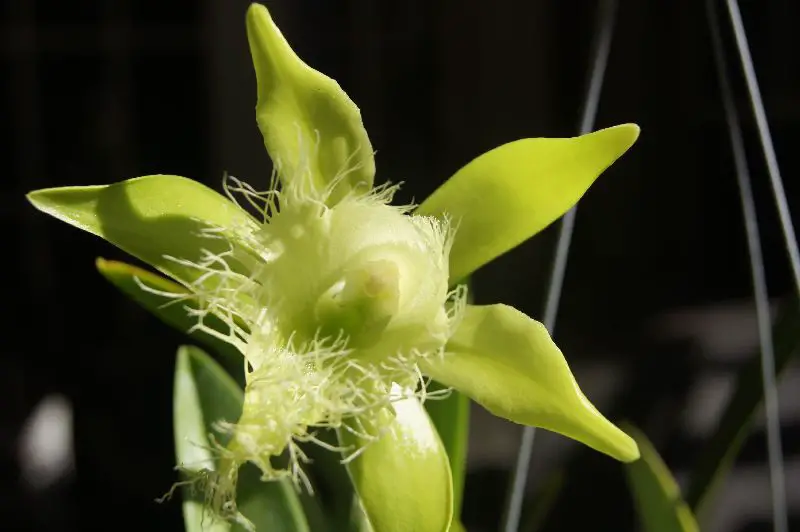 Flor nacional de Honduras: todo sobre ella - Flores del Mundo