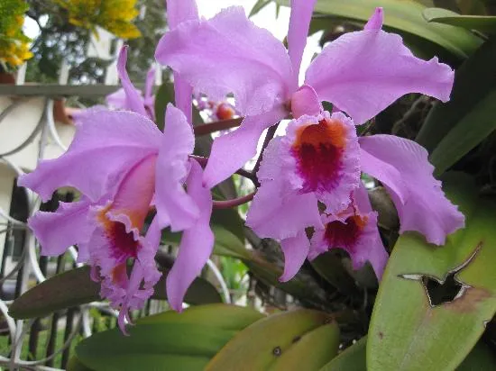 FLOR NACIONAL :LA ORQUIDEA: fotografía de Médanos de Coro National ...