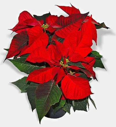 Flor de Navidad, flor de Pascua