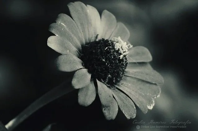 Flor Negra | Flickr - Photo Sharing!