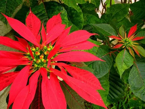 LA FLOR DE NOCHE BUENA, ¿ORIGINARIA DE OAXACA?. * Asi lo refiere ...