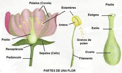 La flor. Sus partes.