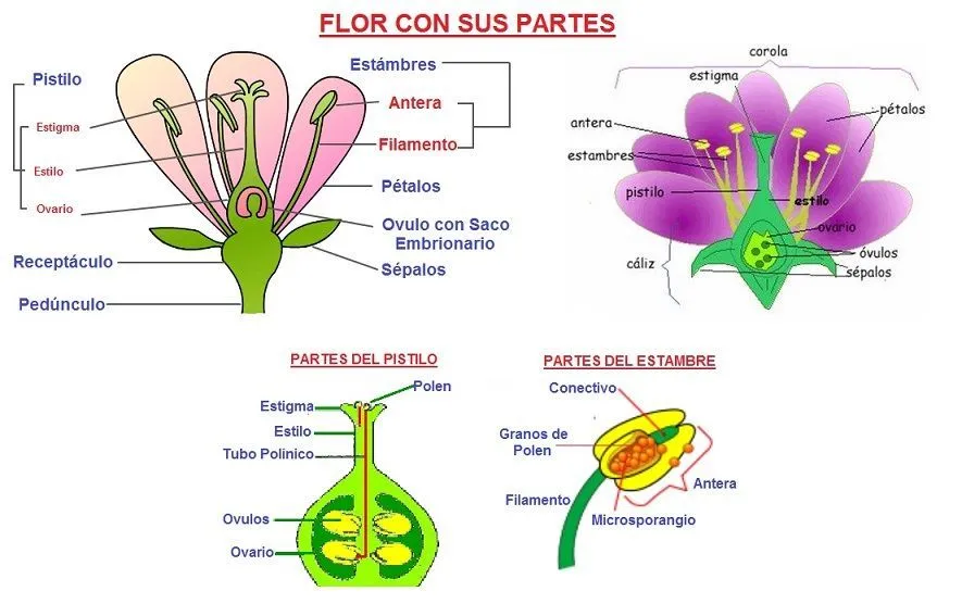 Flor con sus Partes - Areaciencias