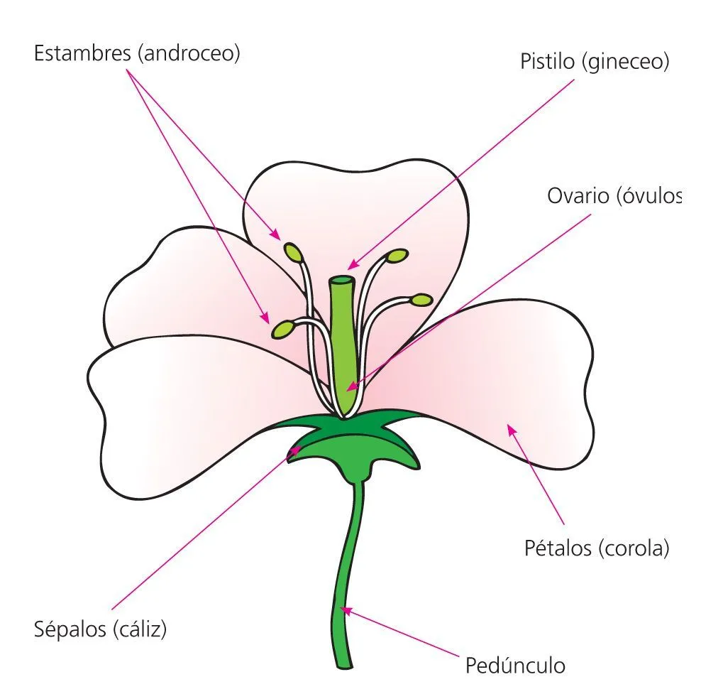 La flor y sus partes - Escolar - ABC Color