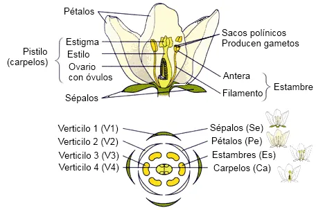 Las funciones de la flor y sus partes - Imagui