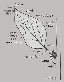 La flor y sus partes con sus funciones - Imagui