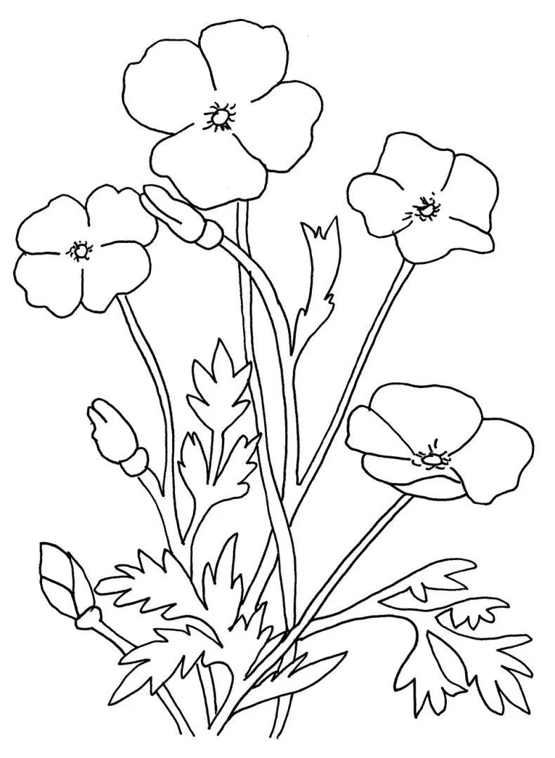 flor 4 Petalos Colouring Pages