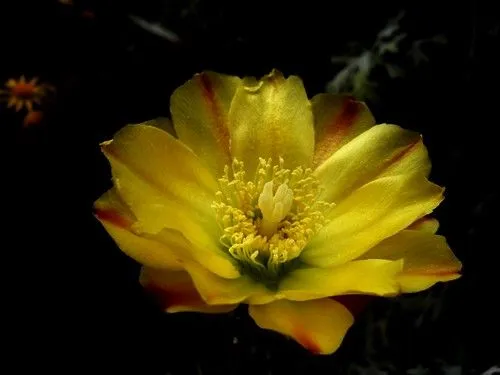 Flor da Piteira, Figueira-da-India (Opuntia-Cactus ficus-indica ...