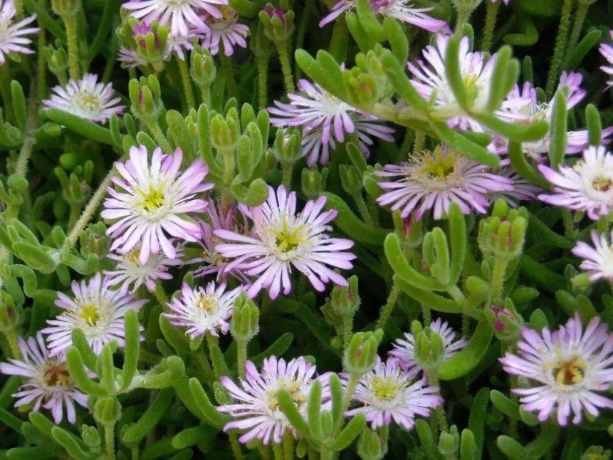 flor planta trepadora - Foro de InfoJardín