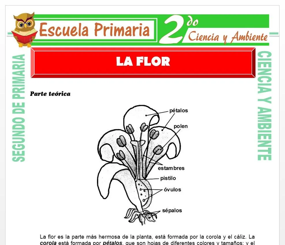 La Flor para Segundo de Primaria – Escuela Primaria