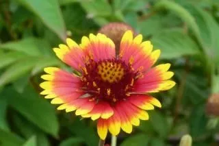 flor de primavera cada vez mayor | Descargar Fotos gratis