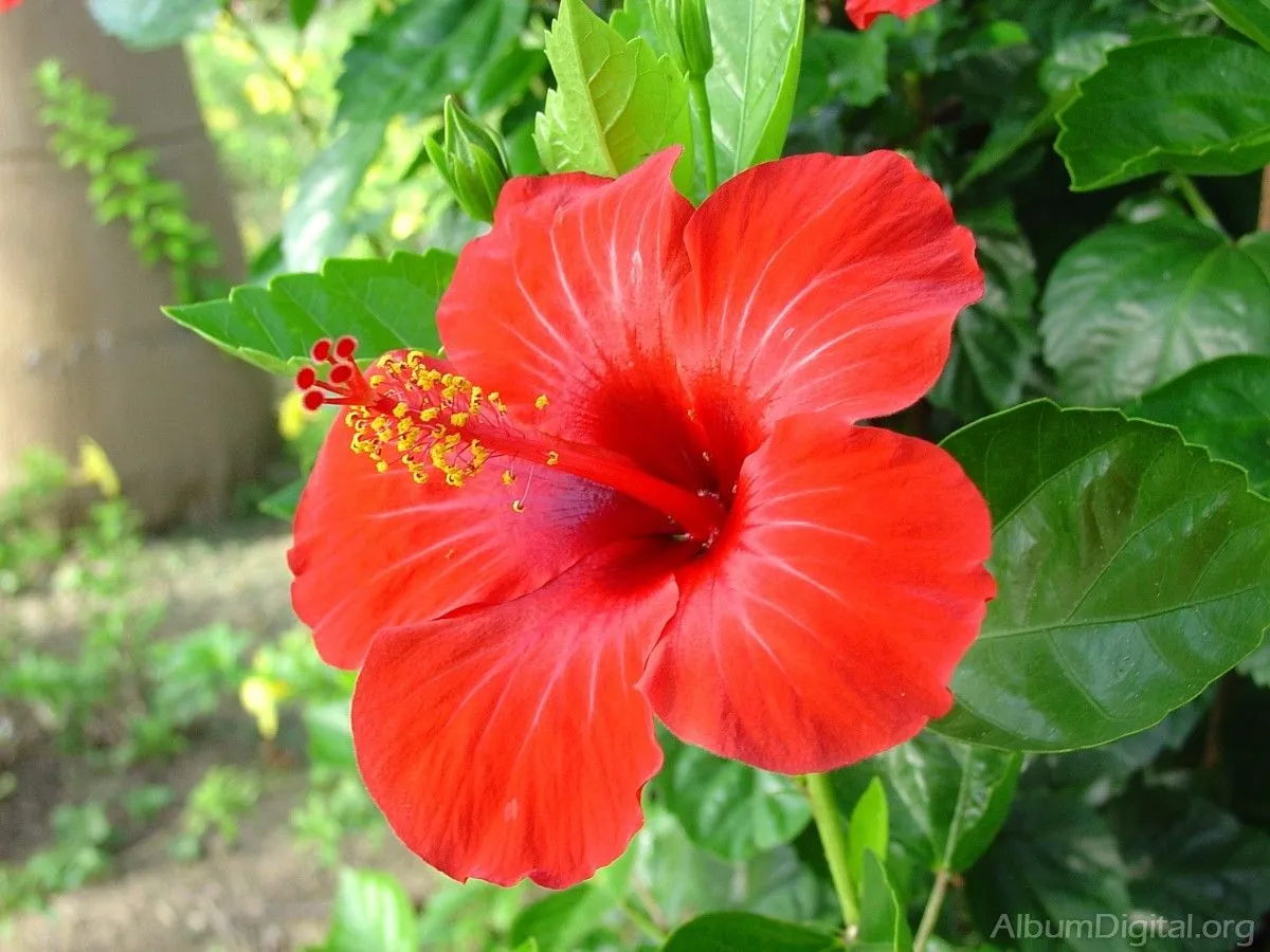 Flor roja