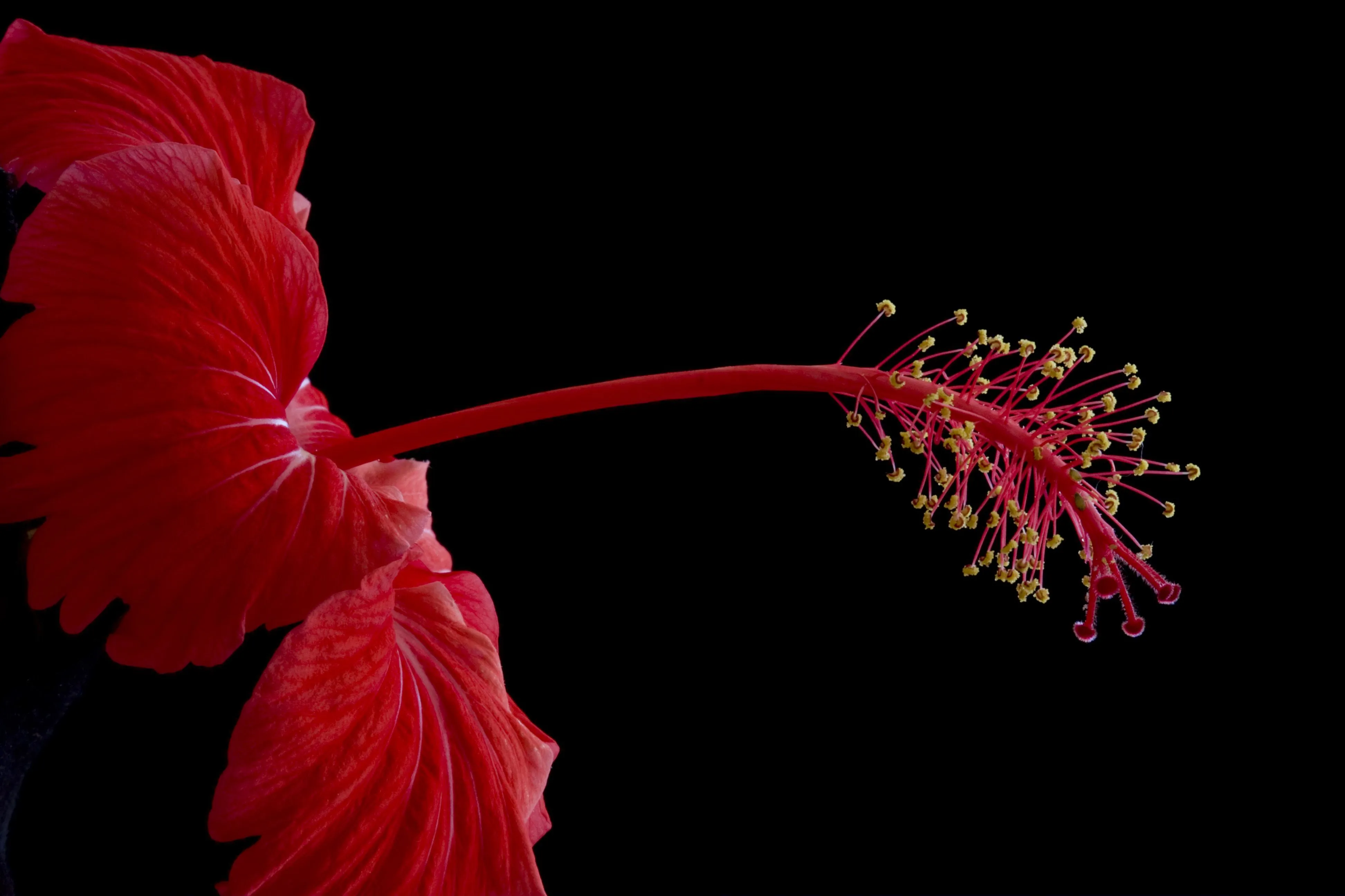 Flor Roja - estambres, pistilos - fondo negro | Flickr - Photo ...