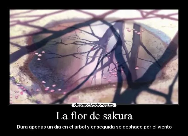 La flor de sakura | Desmotivaciones