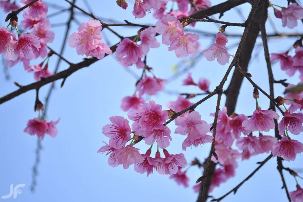 Flor de Sakura , inverno de 2010.