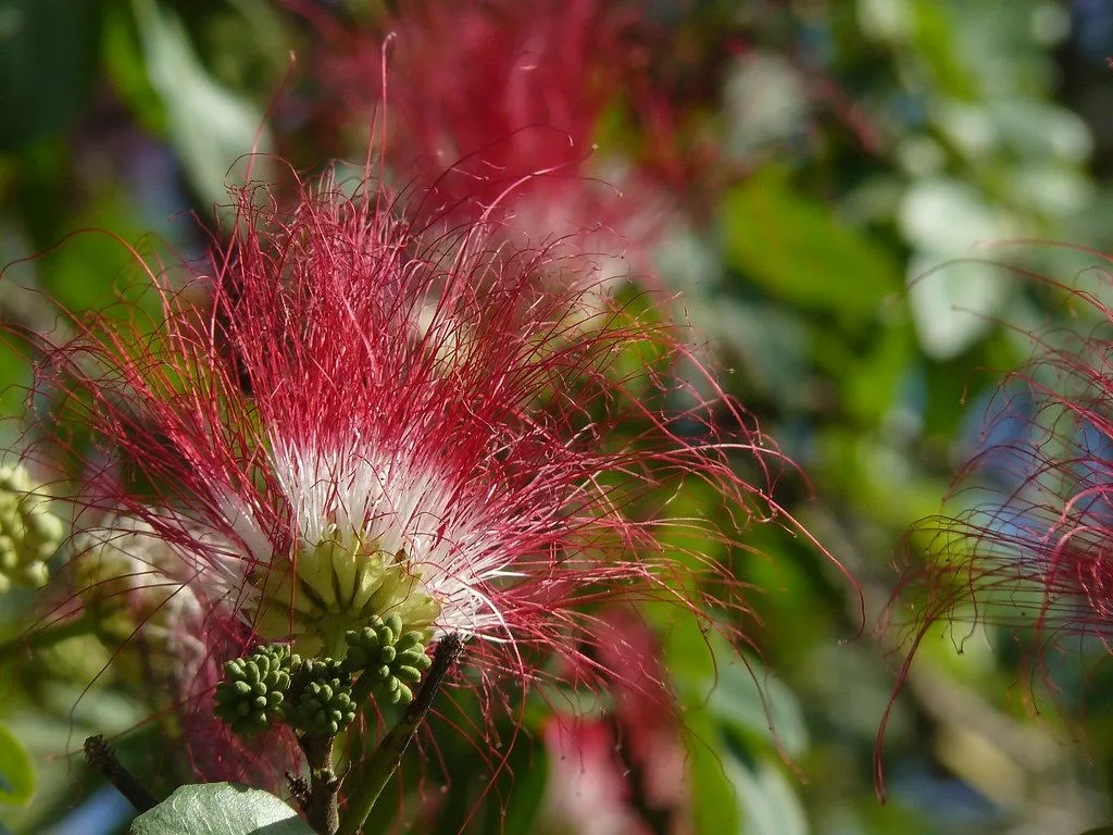 Flor de Saman, Rain tree (Samanea saman) (Pithecellobium s… | Flickr