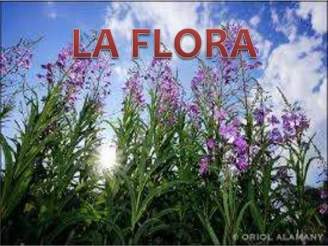 La flora