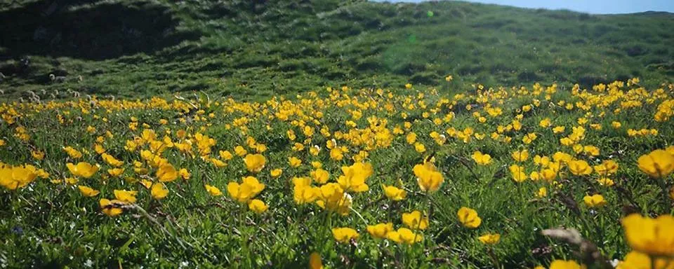 La flora - Bulgaria