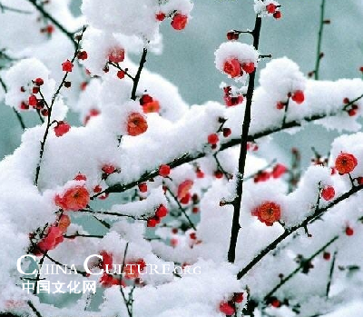 Flora en China: los 'Cuatro Caballeros' del Reino Vegetal _Spanish.