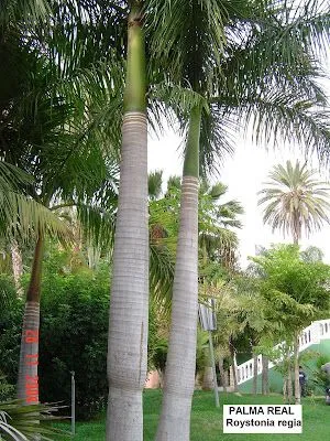 La Flora en España: Palmera real