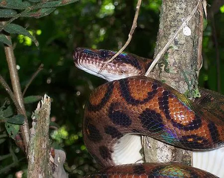 FLORA Y FAUNA DEL PERU