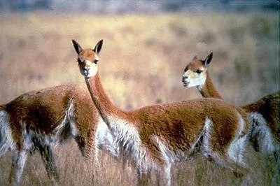 FLORA Y FAUNA DEL PERU