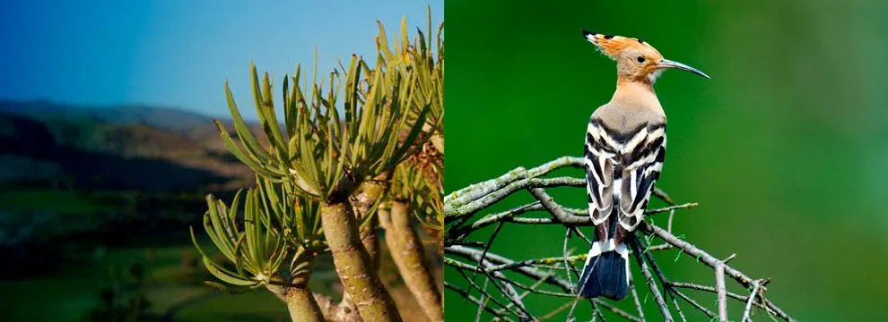 flora y fauna en peten - inicio