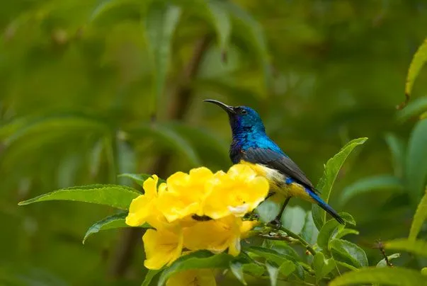 flora y fauna en peten - inicio