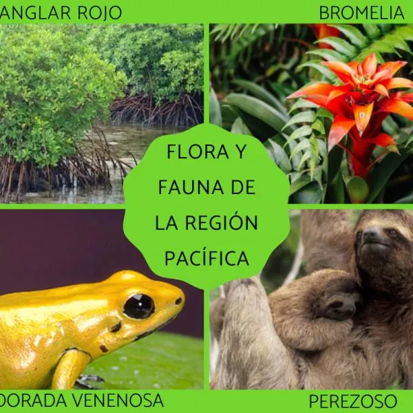 FLORA y FAUNA de la REGIÓN PACÍFICA - Características y ejemplos