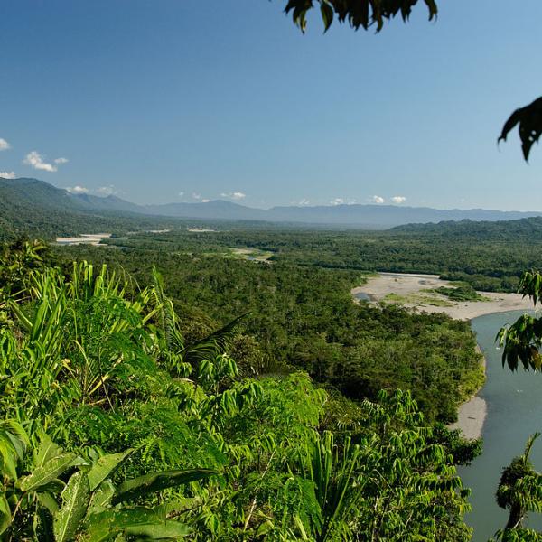 Flora y fauna de la Selva Peruana y sus características - Resumen e imágenes