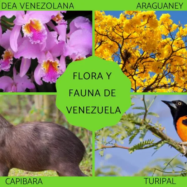 FLORA y FAUNA de VENEZUELA - Características y ejemplos